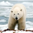 Adopt a Polar Bear