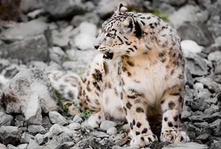 Snow Leopard