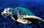 Hawksbill Turtle