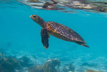 Hawksbill Turtle