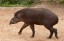 Brazilian Tapir