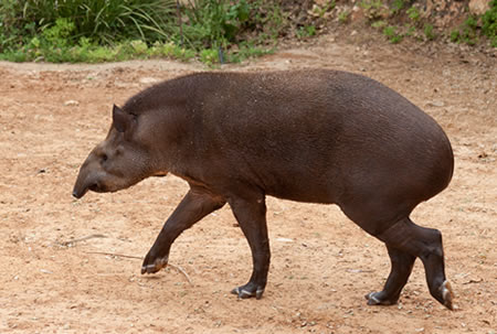 Brazilian Tapir