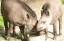 Brazilian Tapir's at the Aspinall Foundation