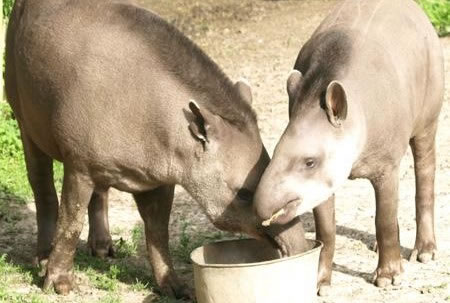 Brazilian Tapir's at the Aspinall Foundation