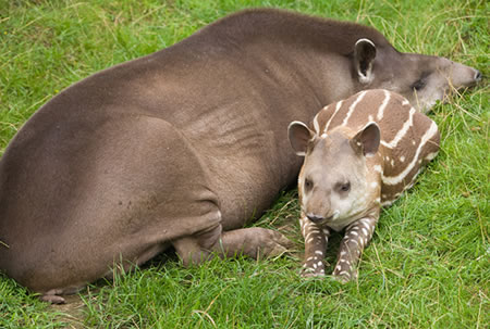 Brazilian Tapir's relaxing in the sun