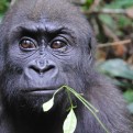 Western Lowland Gorilla