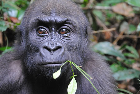 Western Lowland Gorilla