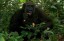 Western Lowland Gorilla