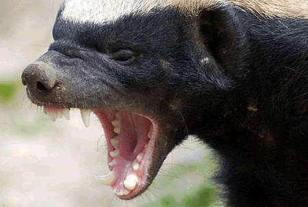 The worlds craziest animal the Honey Badger!