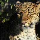 An Amur Leopard