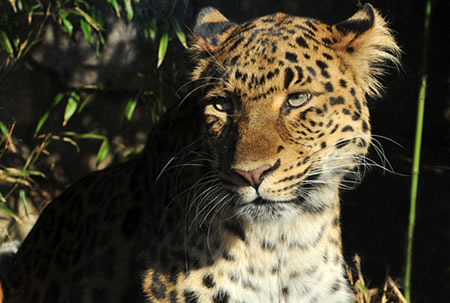 An Amur Leopard