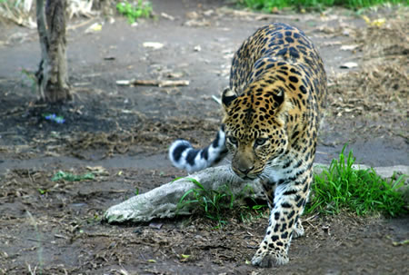 An Amur Leopard