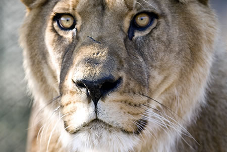 Barbary Lion