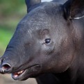 Malayan Tapir