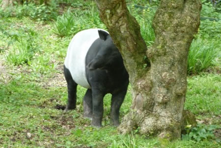 Malayan Tapir