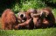 Orangutans monkeying around