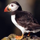 Sponsor a Puffin