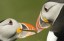 Sponsor a Puffin