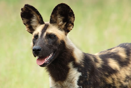 African Wild Dog