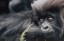 Adopt a Mountain Gorilla