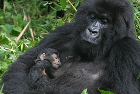 Adopt a Mountain Gorilla