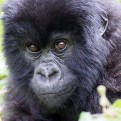 Adopt a Mountain Gorilla