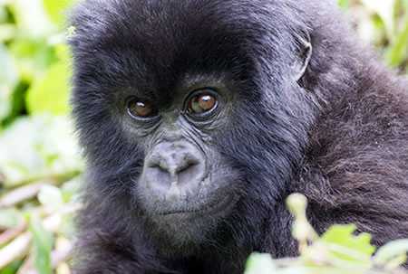 Adopt a Mountain Gorilla