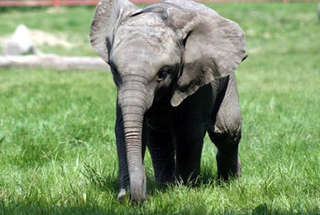 Baby African elephant