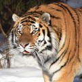 Siberian Tiger