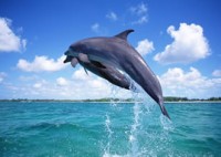 Bottlenose Dolphins in the Wide Awake Club