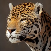 Adopt a Jaguar