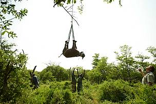 WWF Move Rhinos By Helicopter