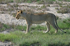 West African Lion Close to Extinction