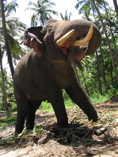 Help WWF Stop the Thai Ivory Trade
