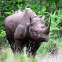 Black Rhino