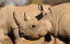 Black Rhino