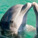 Adopt an Animal for Valentinens Day