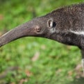 anteater