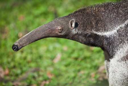 anteater