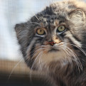 Pallas Cat