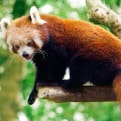 Aspinall Red Panda