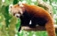 Aspinall Red Panda