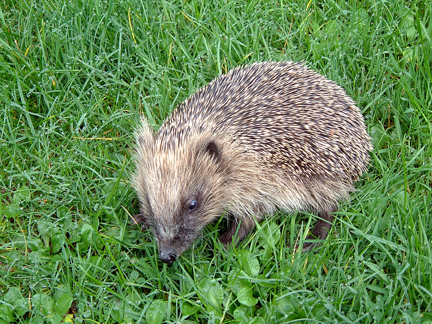hedgehog