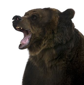Gripping Grizzly Facts