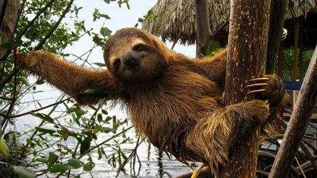 Super Slow Motion Sloth