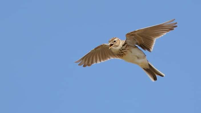 Skylark in Danger