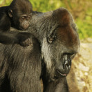 Western Lowland Gorilla