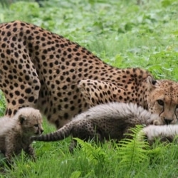 Port Lympne Pleased To Announce The Arrival Of A Cheetah Litter