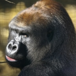 gorrila