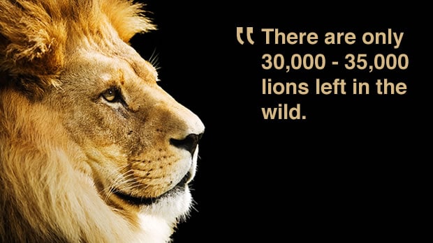 Adopt a lion